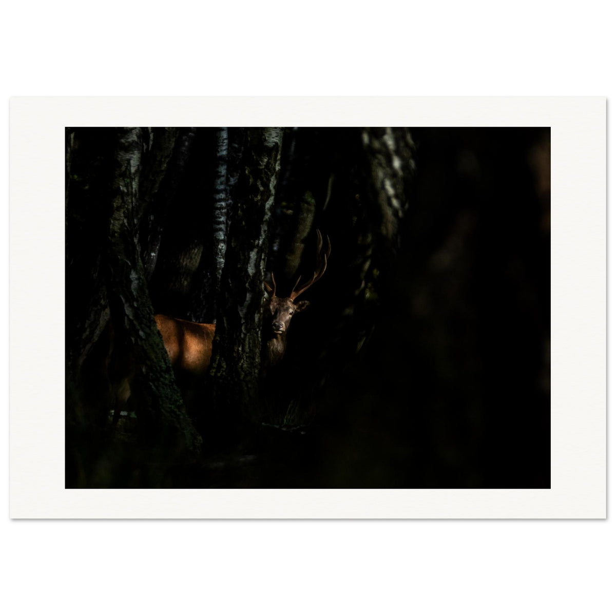 Conte de fée (cerf élaphe) -- Little red riding hood (red deer stag ...